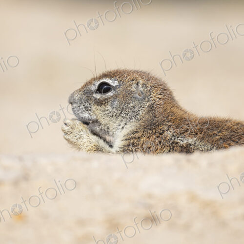 African Ground Squirrel, Cape ground squirrel, Geosciurus inauris, an animal in a… African Ground Squirrel, Cape ground squirrel, Geosciurus inauris, an animal in a…