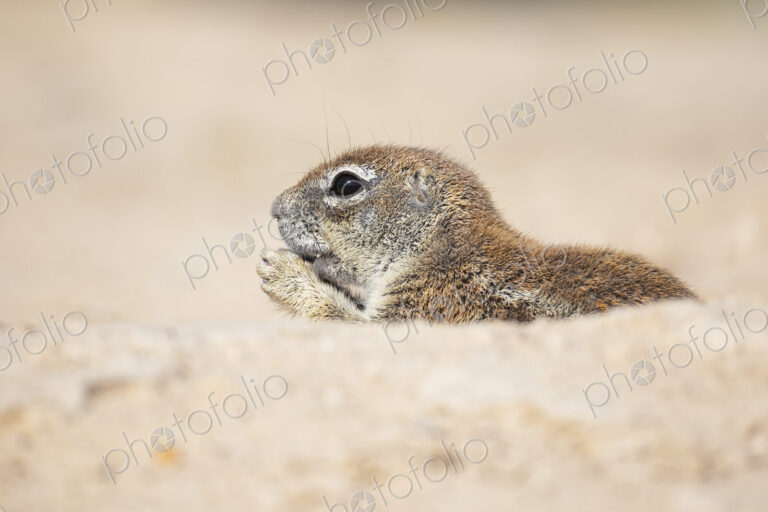 African Ground Squirrel, Cape ground squirrel, Geosciurus inauris, an animal in a…