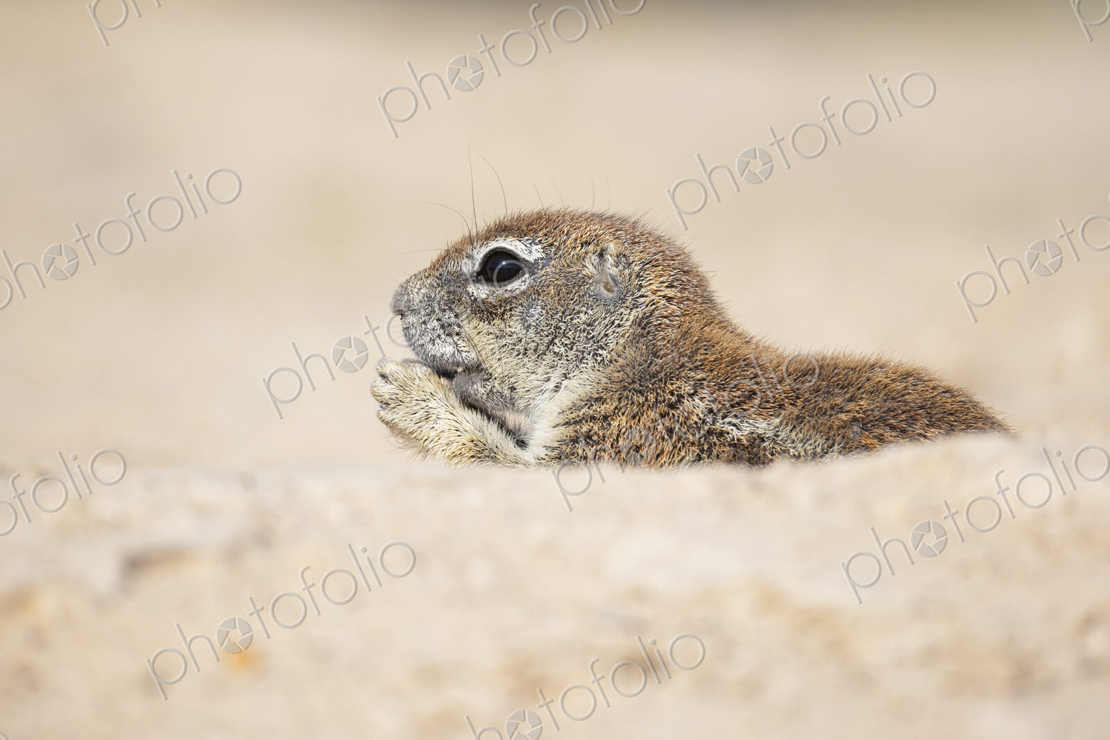 African Ground Squirrel, Cape ground squirrel, Geosciurus inauris, an animal in a…