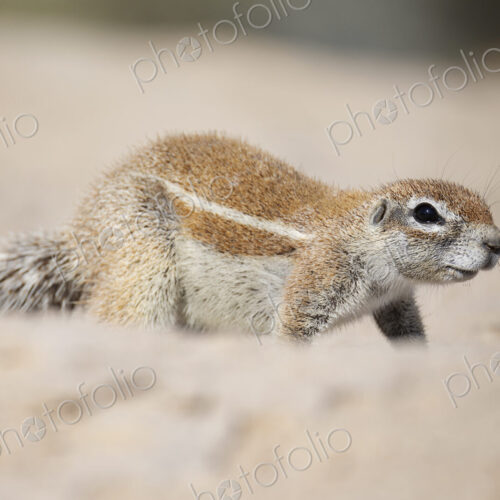 African Ground Squirrel, Cape ground squirrel, Geosciurus inauris, an animal in a… African Ground Squirrel, Cape ground squirrel, Geosciurus inauris, an animal in a…