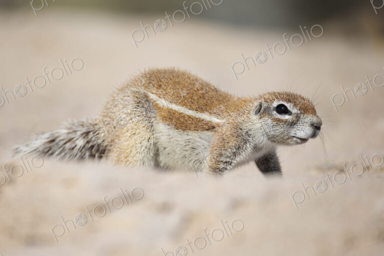 African Ground Squirrel, Cape ground squirrel, Geosciurus inauris, an animal in a…