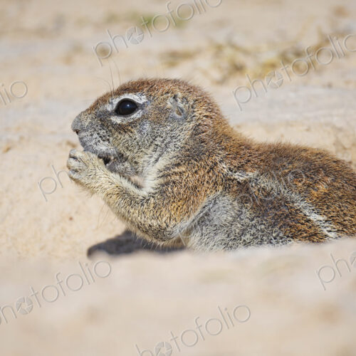 African Ground Squirrel, Cape ground squirrel, Geosciurus inauris, an animal in a… African Ground Squirrel, Cape ground squirrel, Geosciurus inauris, an animal in a…