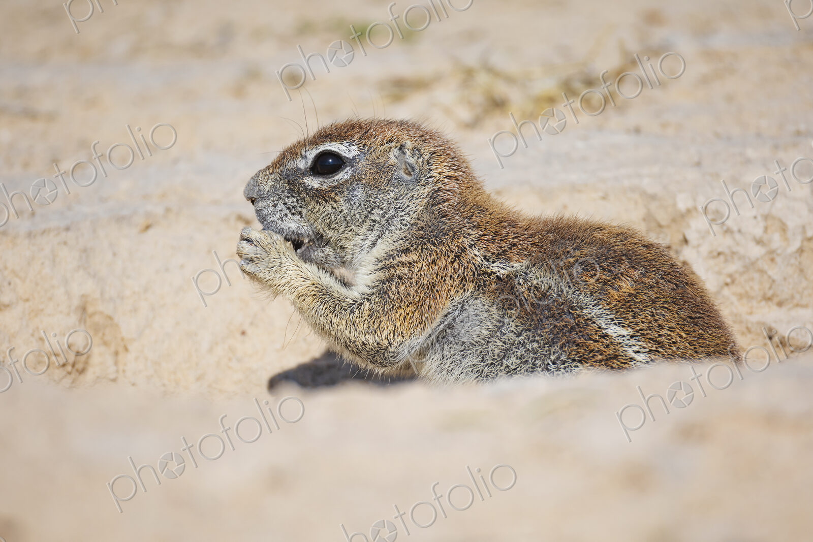 African Ground Squirrel, Cape ground squirrel, Geosciurus inauris, an animal in a…