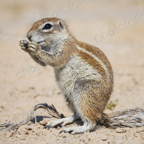 African Ground Squirrel, Cape ground squirrel, Geosciurus inauris, an animal in a…