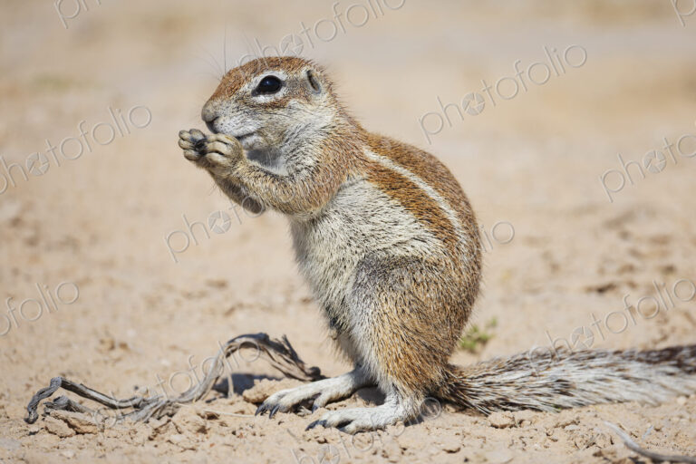 African Ground Squirrel, Cape ground squirrel, Geosciurus inauris, an animal in a…