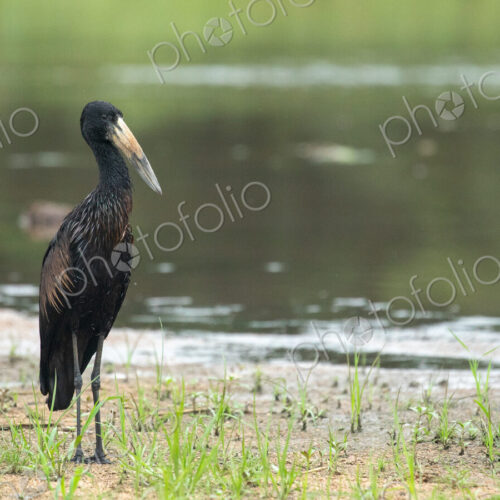 African Openbill, Anastomus lamelligerus, in a riverine environment. African Openbill, Anastomus lamelligerus, in a riverine environment.