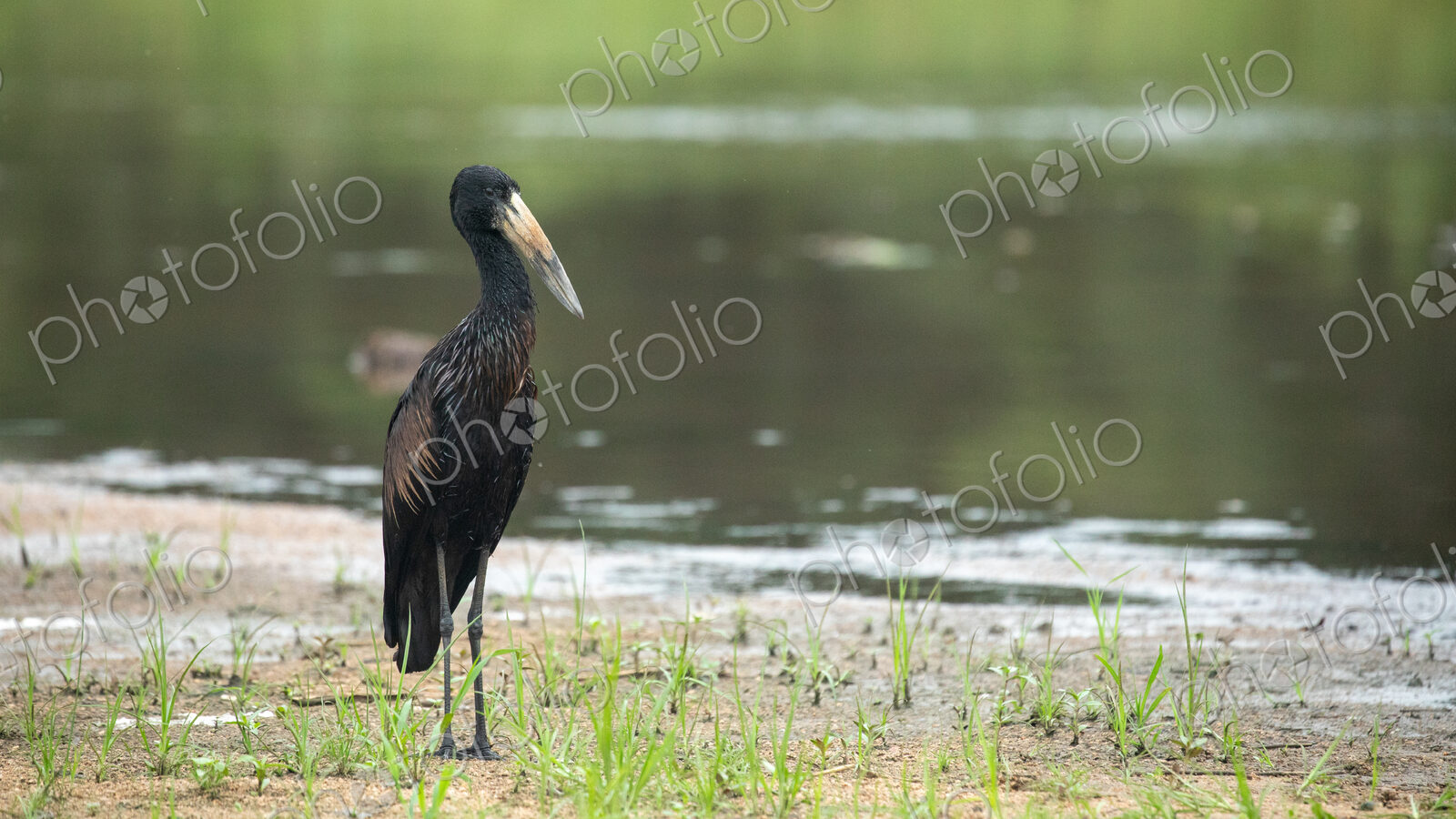 African Openbill, Anastomus lamelligerus, in a riverine environment.
