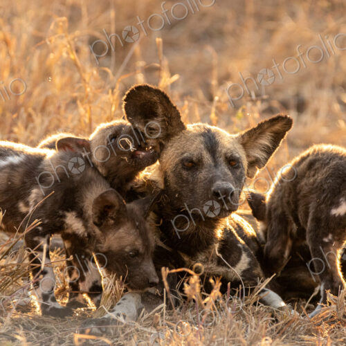 African Wild Dog, Lycaon pictus, Adult wild dog surrounded by several playful pups in… African Wild Dog, Lycaon pictus, Adult wild dog surrounded by several playful pups in…