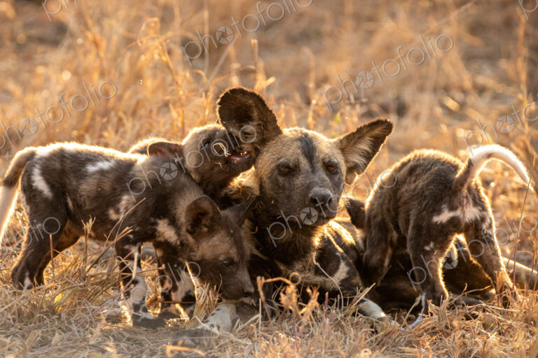 African Wild Dog, Lycaon pictus, Adult wild dog surrounded by several playful pups in…