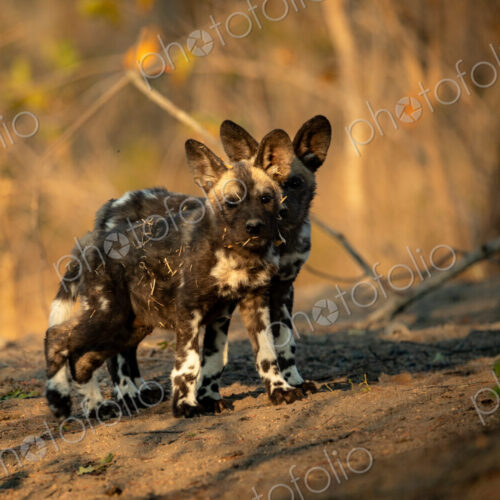 African Wild Dog, Lycaon pictus, Two wild dog pups standing on a dirt mound in golden… African Wild Dog, Lycaon pictus, Two wild dog pups standing on a dirt mound in golden…