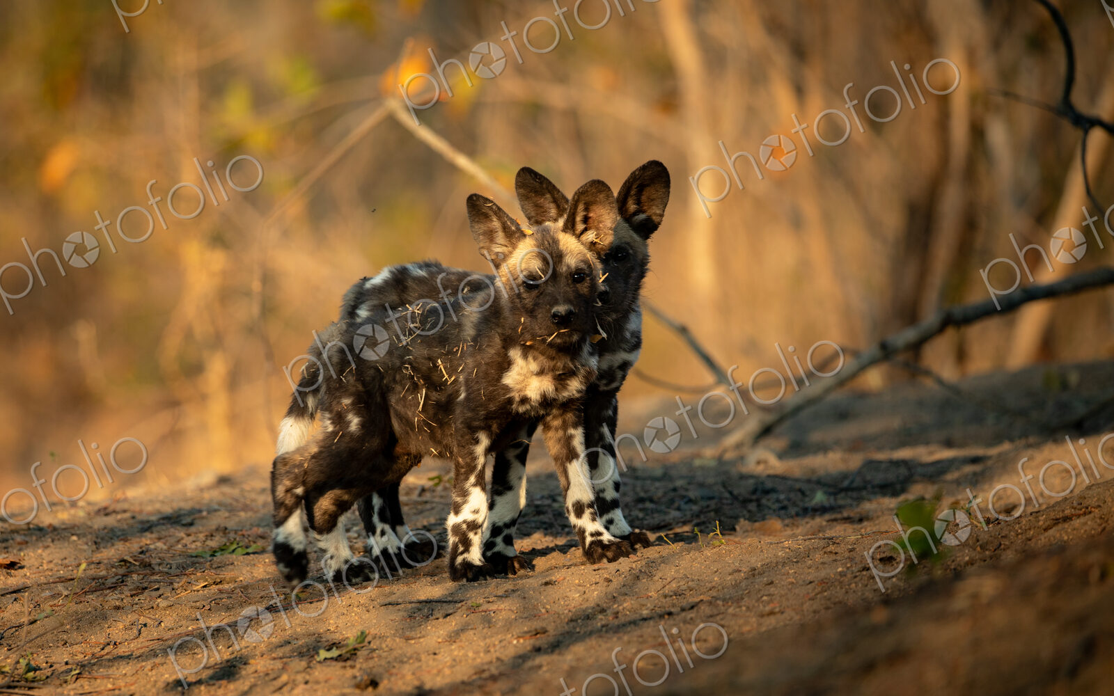 African Wild Dog, Lycaon pictus, Two wild dog pups standing on a dirt mound in golden…