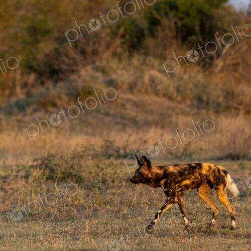 African Wild Dog, Lycaon pictus, walking through grass.