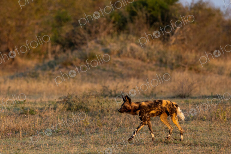 African Wild Dog, Lycaon pictus, walking through grass.