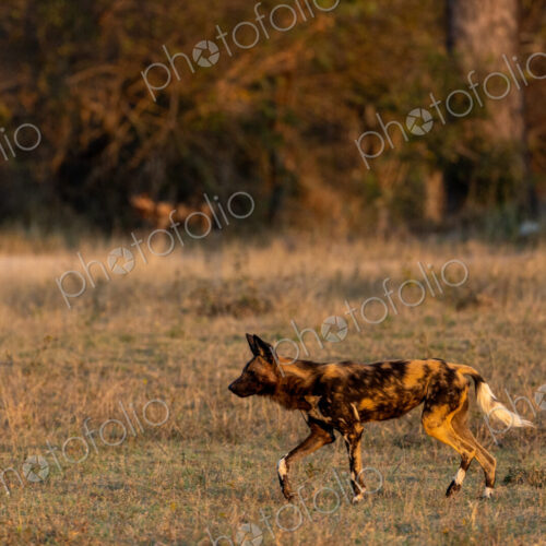 African Wild Dog, Lycaon pictus, walking through grass.