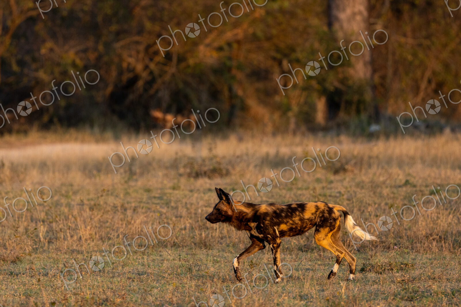 African Wild Dog, Lycaon pictus, walking through grass.