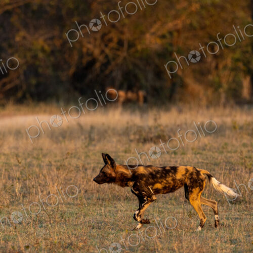African Wild Dog, Lycaon pictus, walking through grass. African Wild Dog, Lycaon pictus, walking through grass.