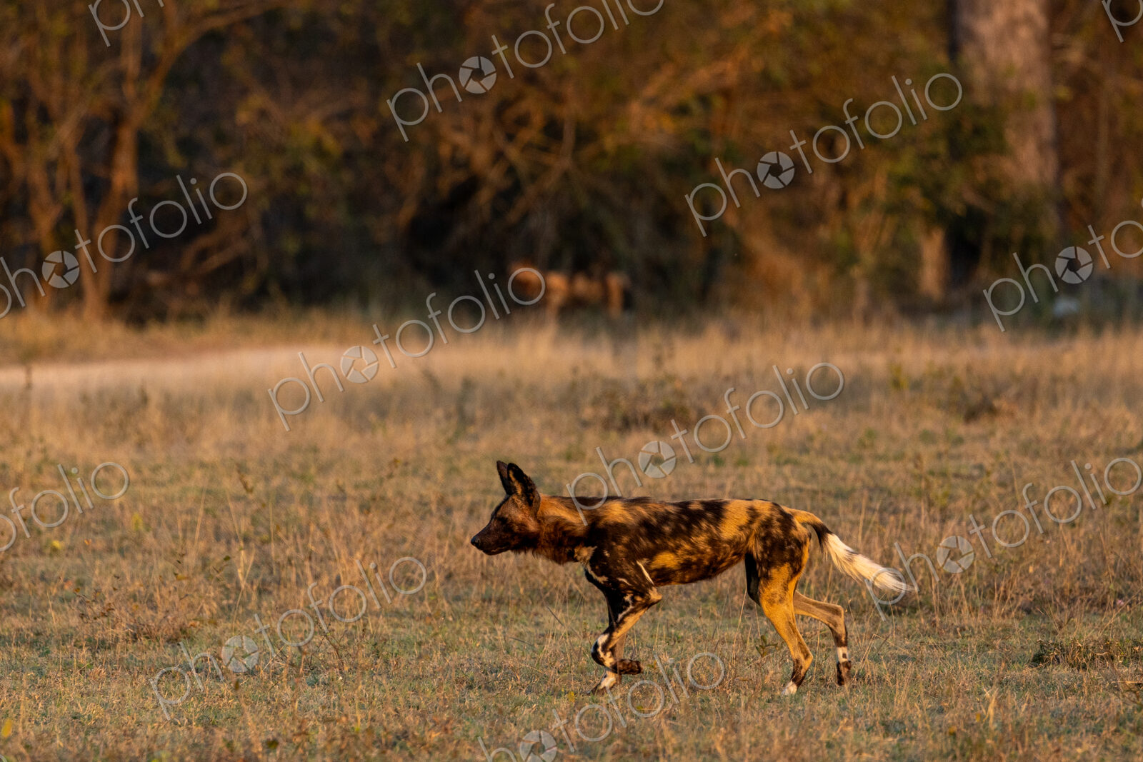African Wild Dog, Lycaon pictus, walking through grass.