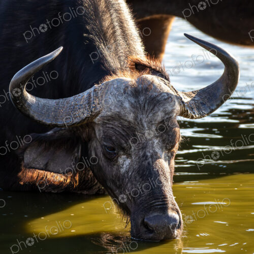 African buffalo, Syncerus caffer, drinking from a dam, close-up. African buffalo, Syncerus caffer, drinking from a dam, close-up.