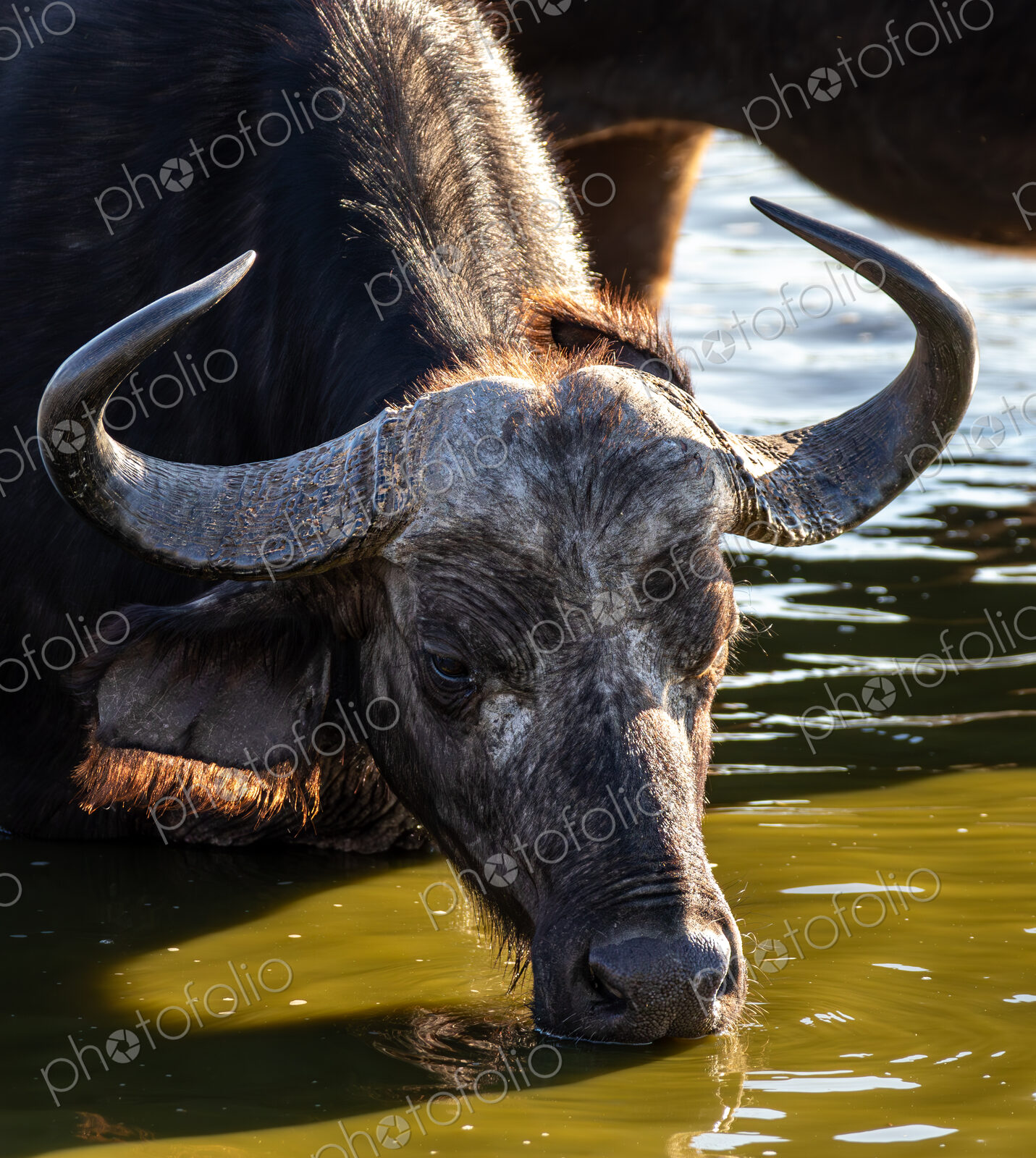 African buffalo, Syncerus caffer, drinking from a dam, close-up.