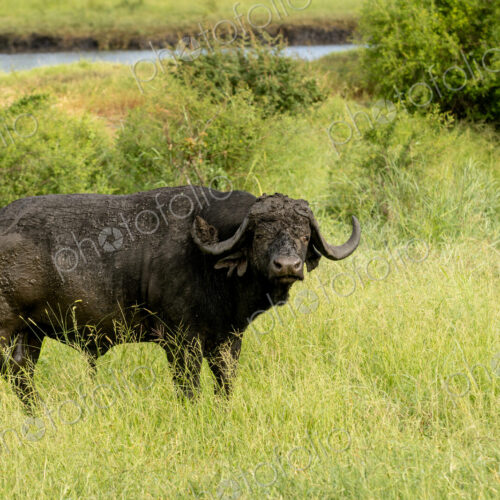 African buffalo, Syncerus caffer, standing in grass.