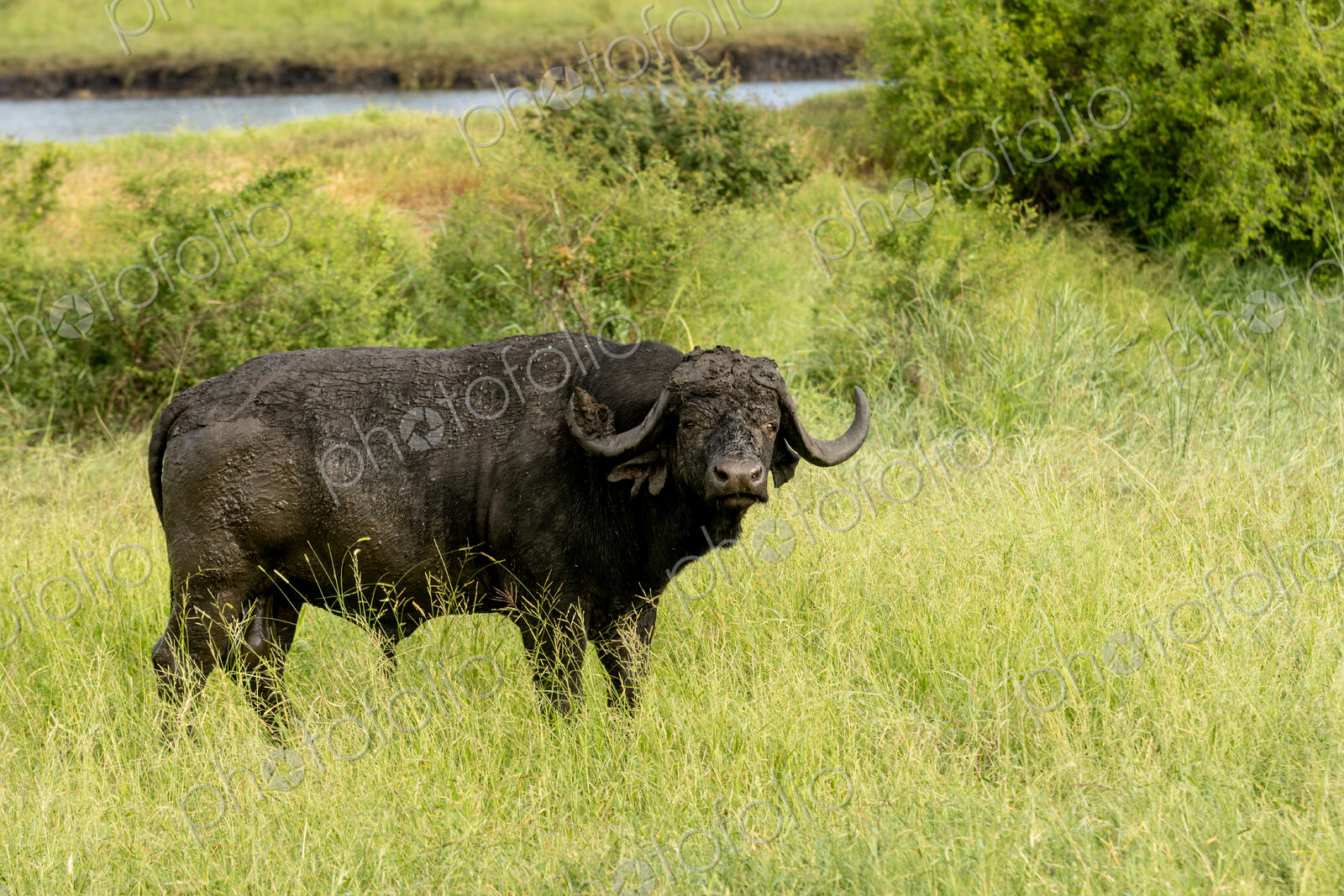 African buffalo, Syncerus caffer, standing in grass.