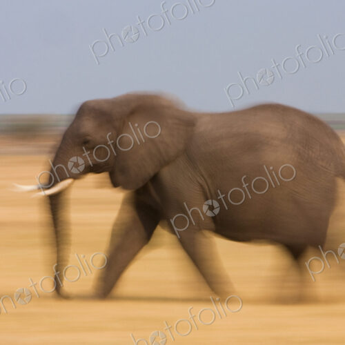 African elephant, Botswana African elephant, Botswana