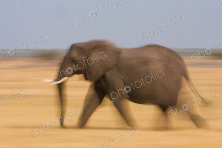African elephant, Botswana