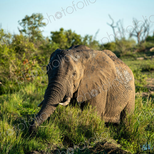 African elephant, Loxodonta africana, bull at a waterhole. African elephant, Loxodonta africana, bull at a waterhole.
