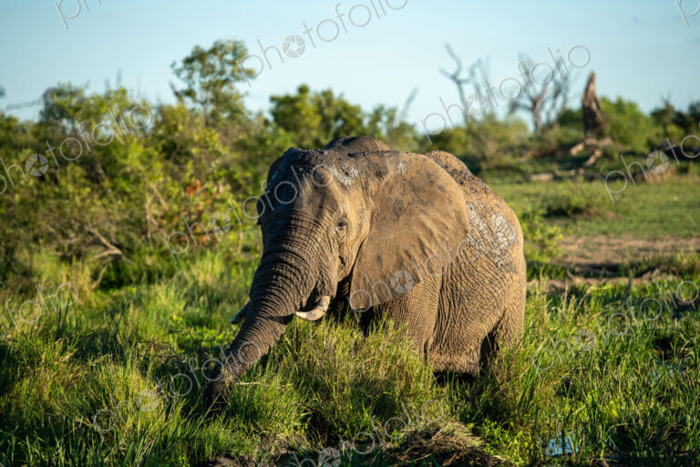 African elephant, Loxodonta africana, bull at a waterhole.