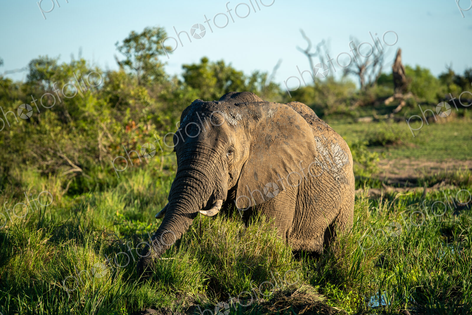 African elephant, Loxodonta africana, bull at a waterhole.