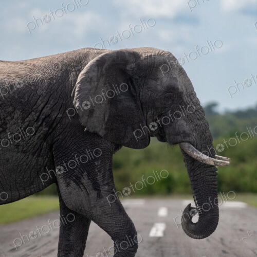 African elephant, Loxodonta africana, bull elephant crossing an airstrip. African elephant, Loxodonta africana, bull elephant crossing an airstrip.