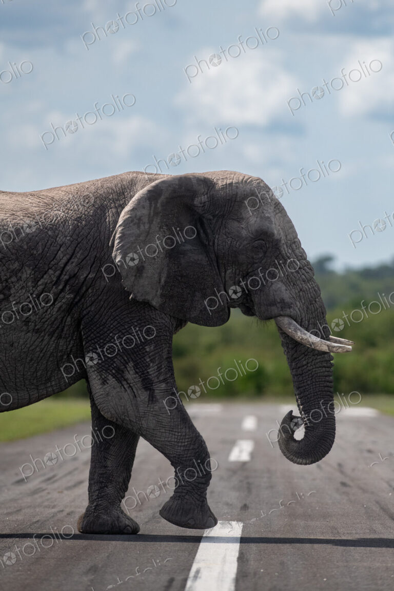 African elephant, Loxodonta africana, bull elephant crossing an airstrip.