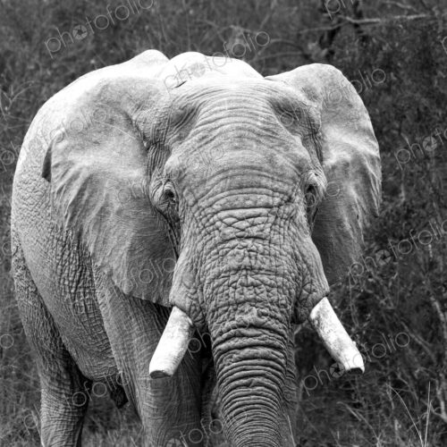 African elephant, Loxodonta africana, bull standing in black and white.