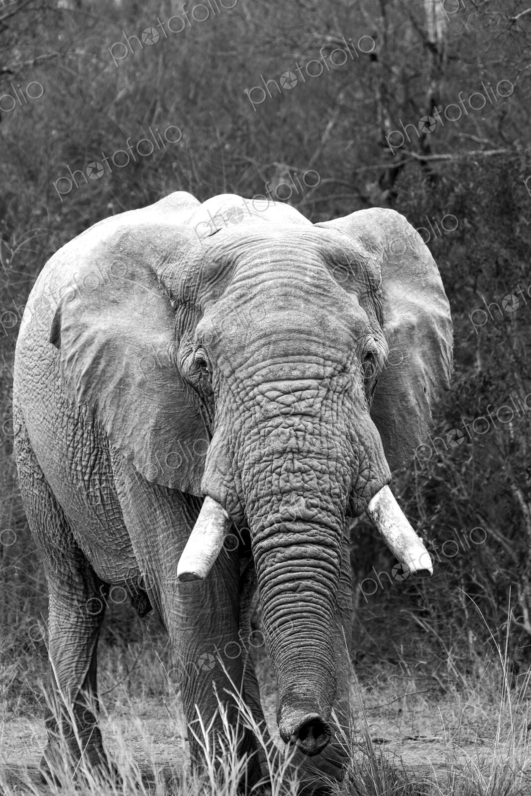 African elephant, Loxodonta africana, bull standing in black and white.