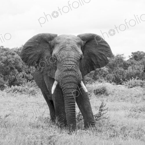 African elephant, Loxodonta africana, bull with ears extended, in black and white.