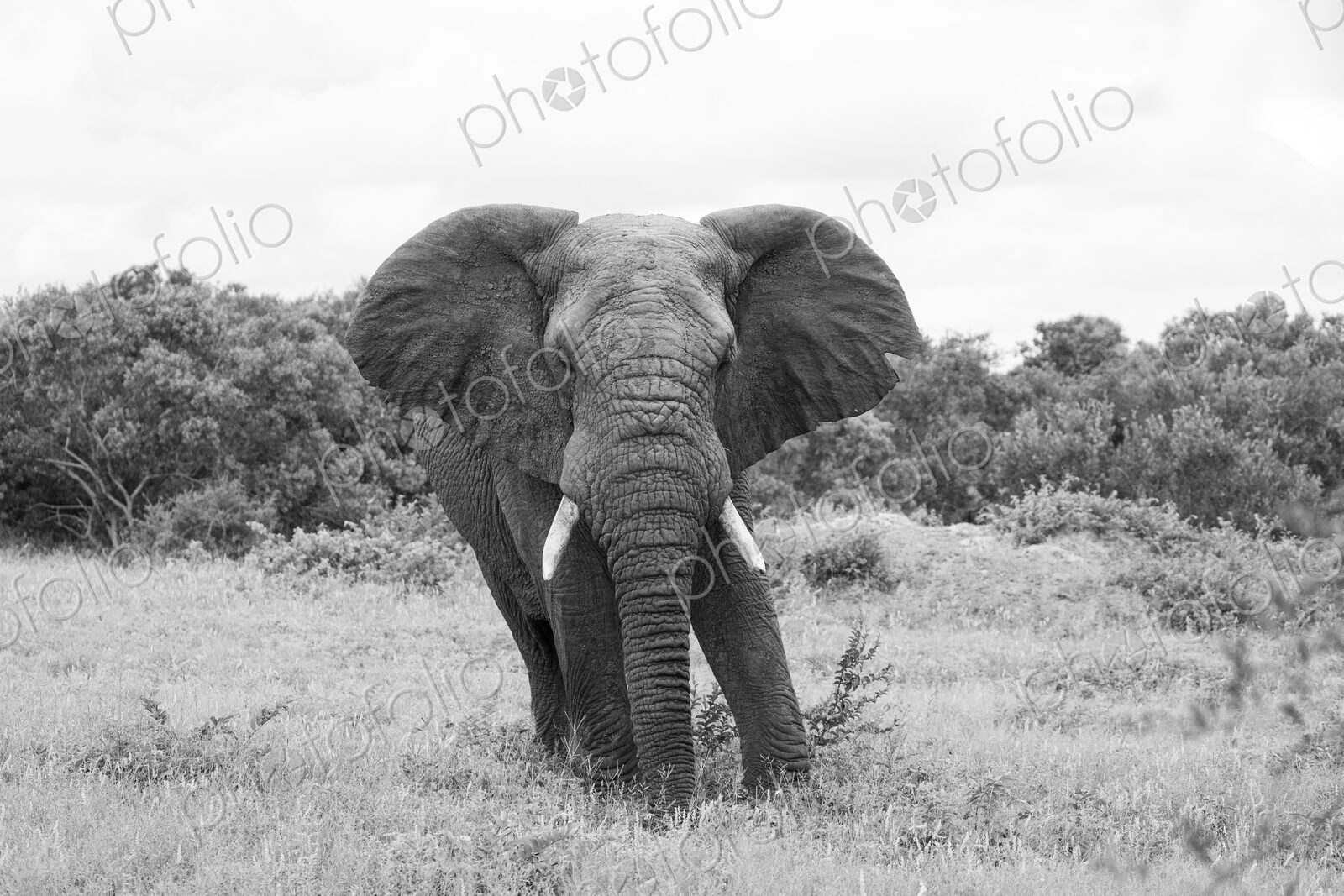 African elephant, Loxodonta africana, bull with ears extended, in black and white.
