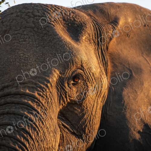 African elephant, Loxodonta africana, close-up of the eye. African elephant, Loxodonta africana, close-up of the eye.