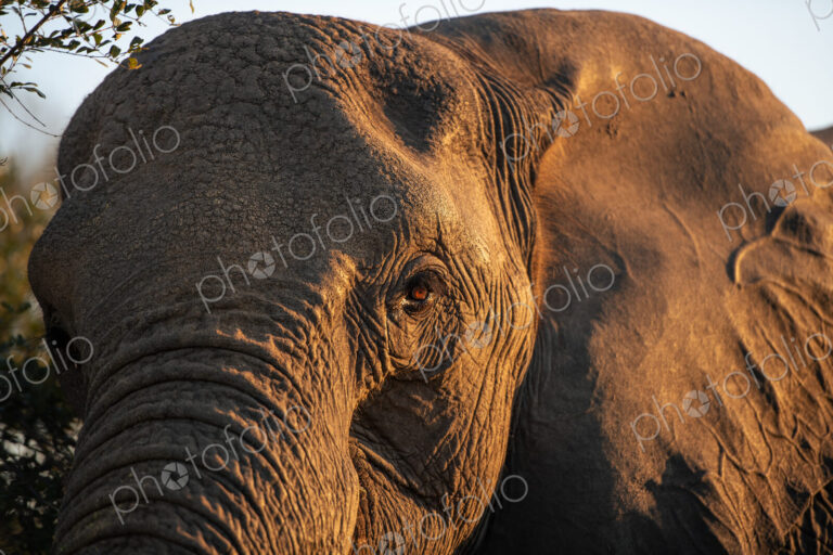 African elephant, Loxodonta africana, close-up of the eye.