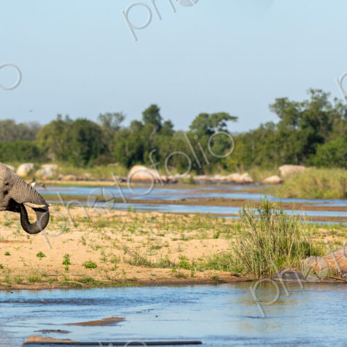African elephant, Loxodonta africana, drinking water at a waterhole. African elephant, Loxodonta africana, drinking water at a waterhole.
