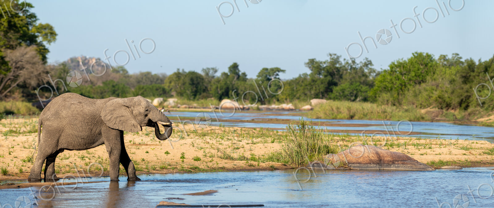African elephant, Loxodonta africana, drinking water at a waterhole.