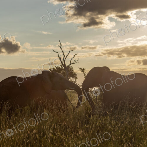 African elephant, Loxodonta africana, grazing in long grass.