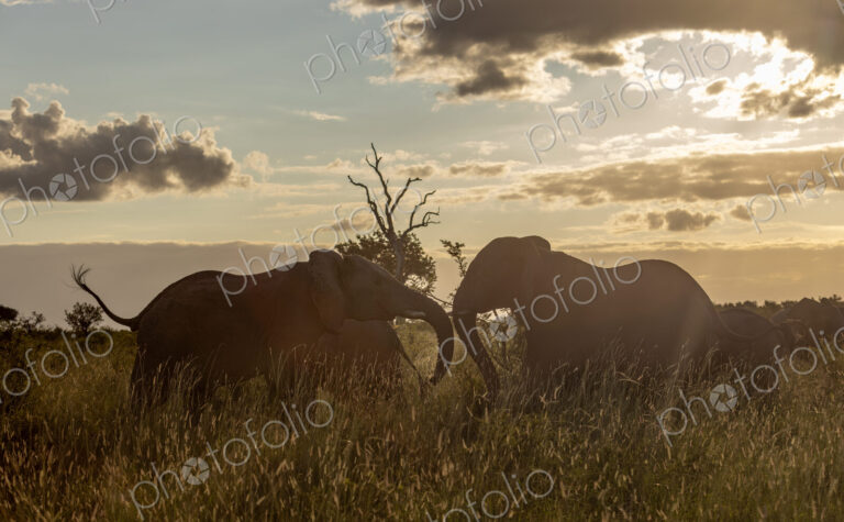 African elephant, Loxodonta africana, grazing in long grass.