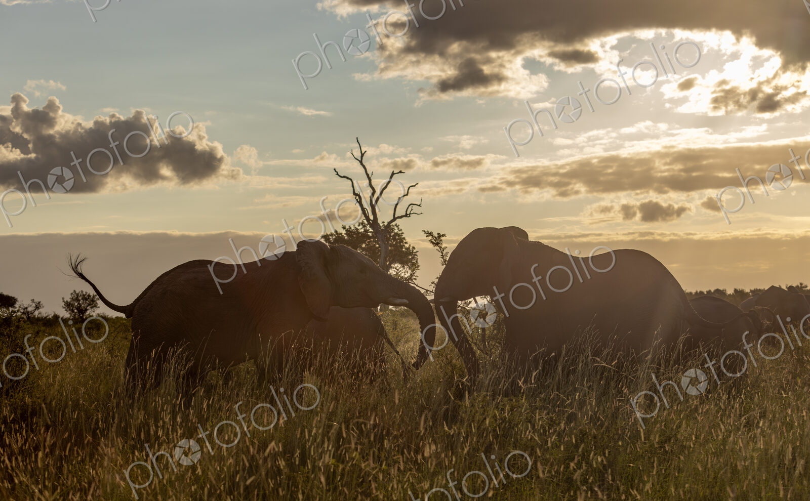 African elephant, Loxodonta africana, grazing in long grass.
