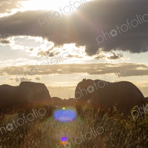 African elephant, Loxodonta africana, herd grazing, backlit. African elephant, Loxodonta africana, herd grazing, backlit.