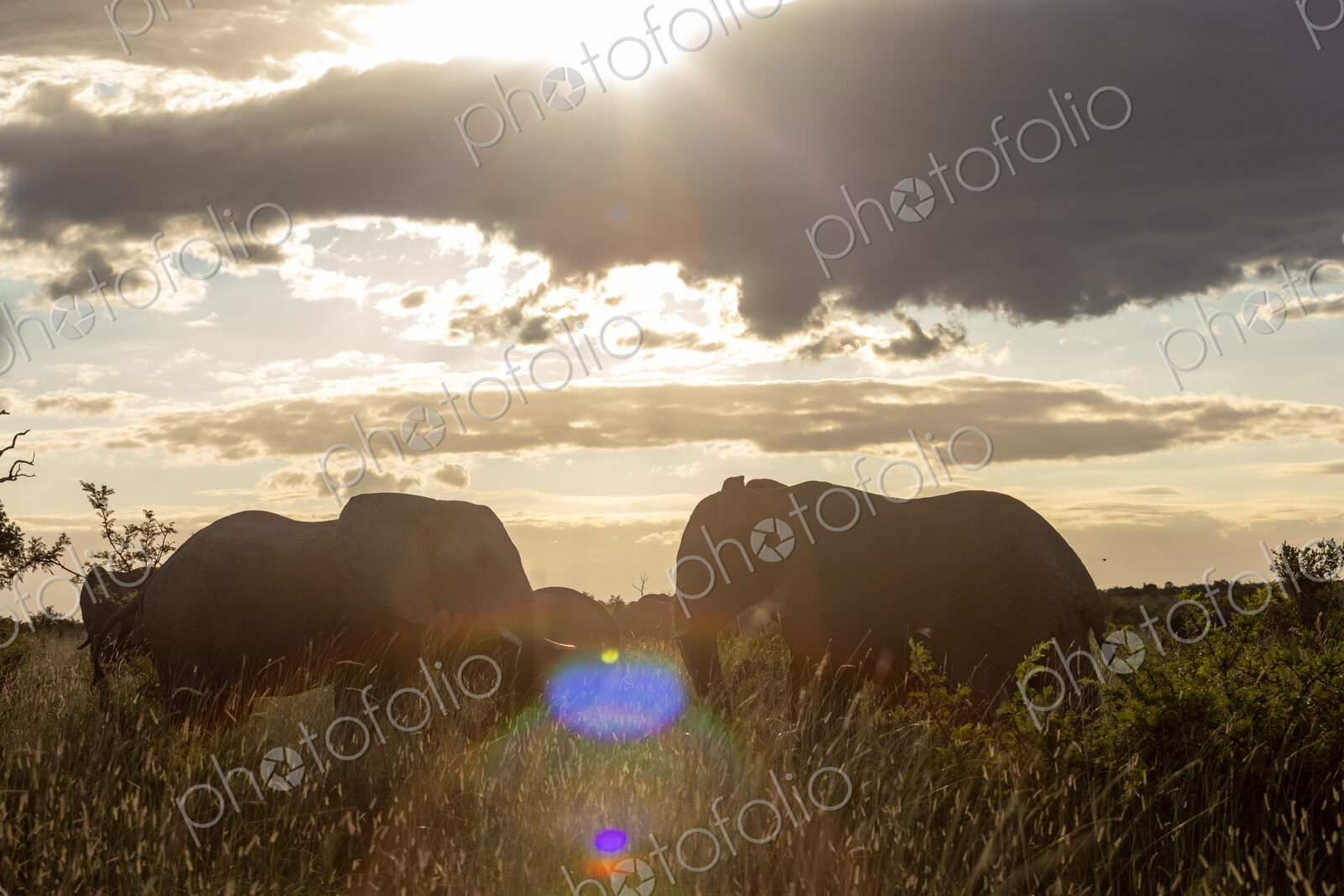 African elephant, Loxodonta africana, herd grazing, backlit.