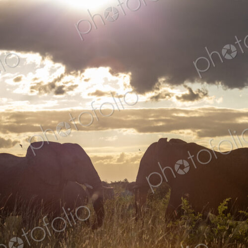 African elephant, Loxodonta africana, herd grazing, backlit.