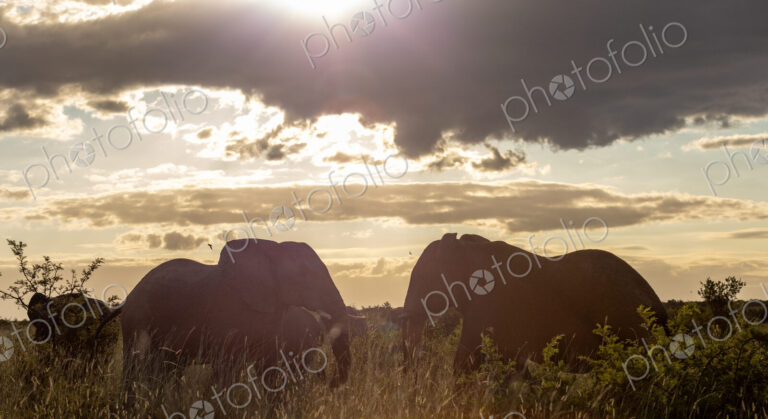 African elephant, Loxodonta africana, herd grazing, backlit.