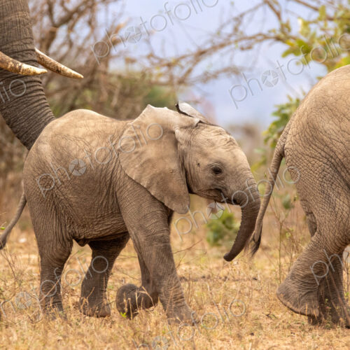 African elephant, Loxodonta africana, herd walking together.