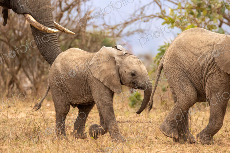 African elephant, Loxodonta africana, herd walking together.
