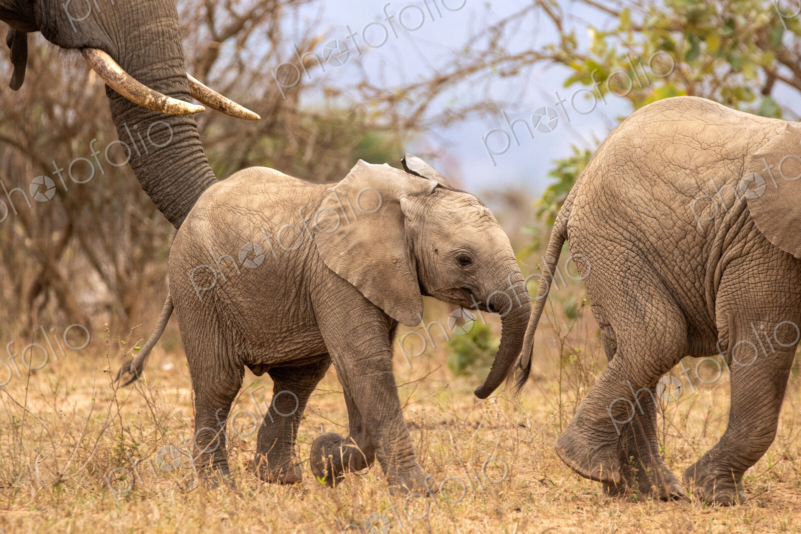 African elephant, Loxodonta africana, herd walking together.
